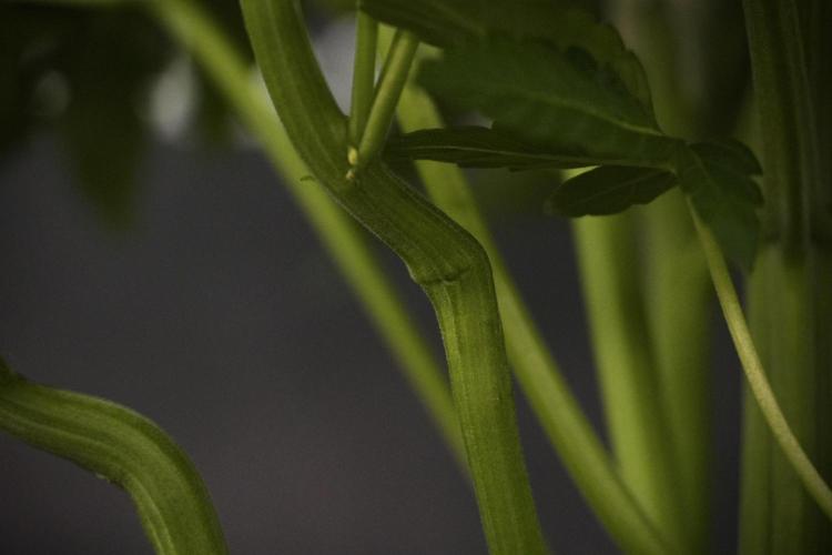 TicaL X Zamnesia-NectarDrip pack#268/750. Week 8 - Nectar Drip 12/12 from seed 