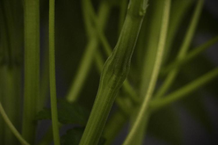 TicaL X Zamnesia-NectarDrip pack#268/750. Week 8 - Nectar Drip 12/12 from seed 