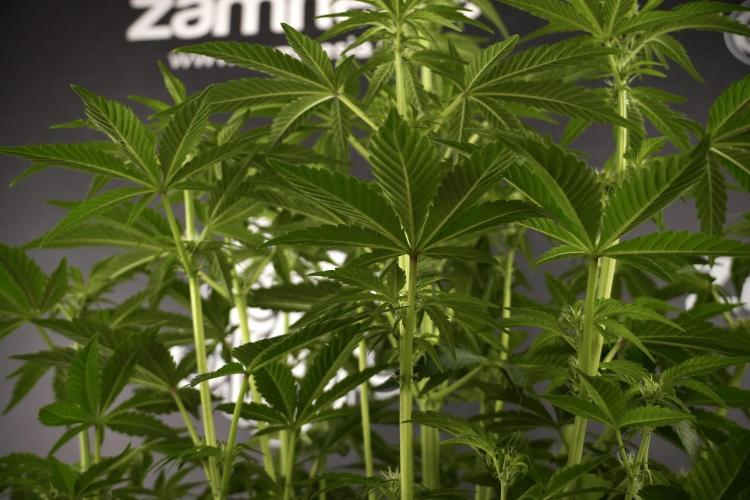 TicaL X Zamnesia-NectarDrip pack#268/750. Week 8 - Nectar Drip 12/12 from seed 