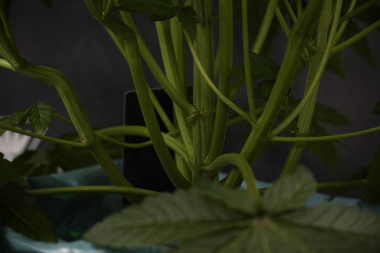 TicaL X Zamnesia-NectarDrip pack#268/750. Week 8 - Nectar Drip 12/12 from seed 