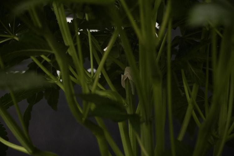 TicaL X Zamnesia-NectarDrip pack#268/750. Week 8 - Nectar Drip 12/12 from seed 