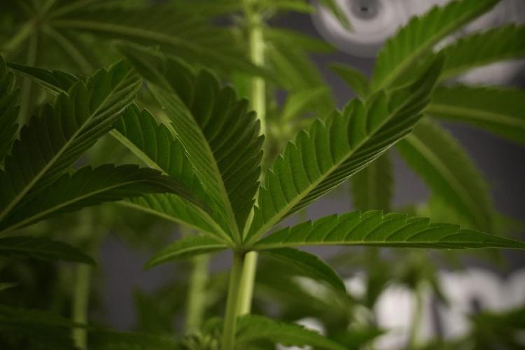 TicaL X Zamnesia-NectarDrip pack#268/750. Week 8 - Nectar Drip 12/12 from seed 