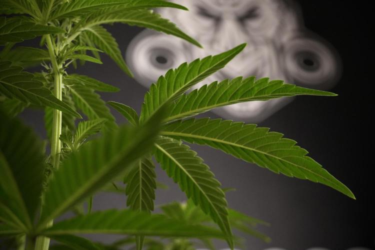 TicaL X Zamnesia-NectarDrip pack#268/750. Week 8 - Nectar Drip 12/12 from seed 