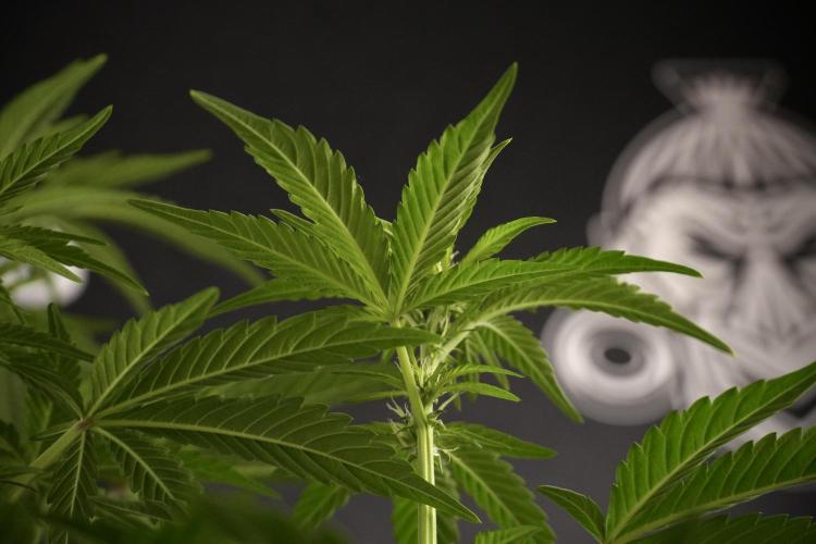 TicaL X Zamnesia-NectarDrip pack#268/750. Week 8 - Nectar Drip 12/12 from seed 