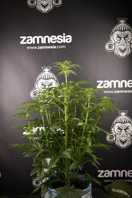 TicaL X Zamnesia-NectarDrip pack#268/750. Week 8 - Nectar Drip 12/12 from seed 