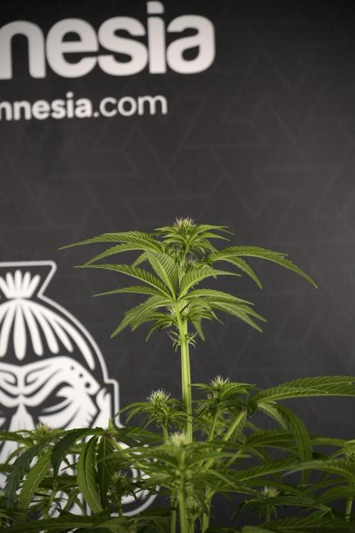 TicaL X Zamnesia-NectarDrip pack#268/750. Week 8 - Nectar Drip 12/12 from seed 