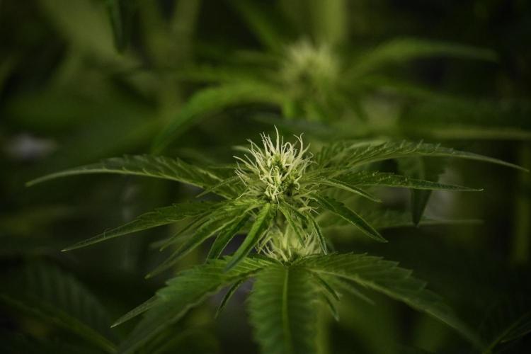 TicaL X Zamnesia-NectarDrip pack#268/750. Week 8 - Nectar Drip 12/12 from seed 