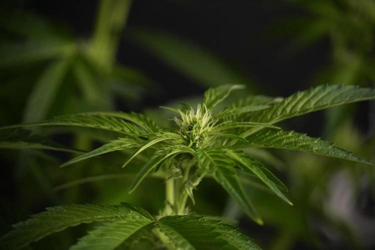 TicaL X Zamnesia-NectarDrip pack#268/750. Week 8 - Nectar Drip 12/12 from seed 