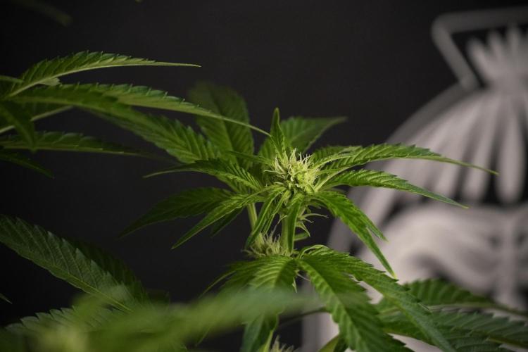 TicaL X Zamnesia-NectarDrip pack#268/750. Week 8 - Nectar Drip 12/12 from seed 