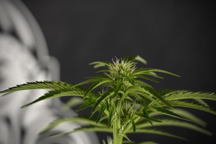 TicaL X Zamnesia-NectarDrip pack#268/750. Week 8 - Nectar Drip 12/12 from seed 