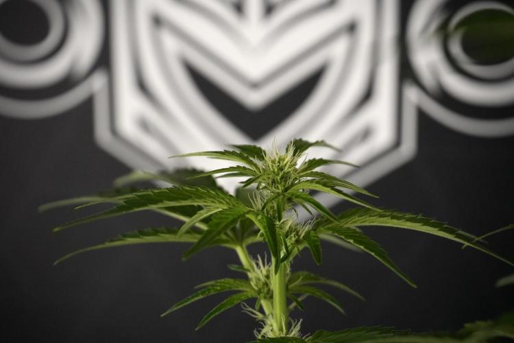 TicaL X Zamnesia-NectarDrip pack#268/750. Week 8 - Nectar Drip 12/12 from seed 