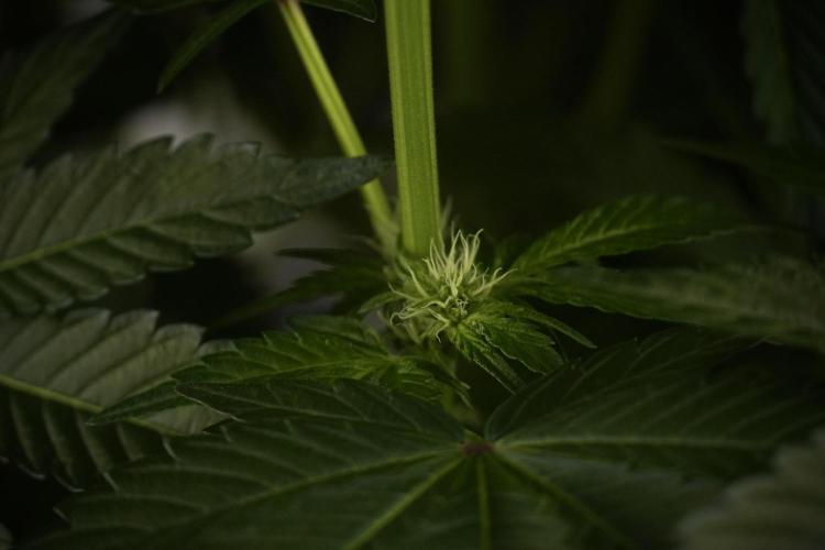 TicaL X Zamnesia-NectarDrip pack#268/750. Week 8 - Nectar Drip 12/12 from seed 