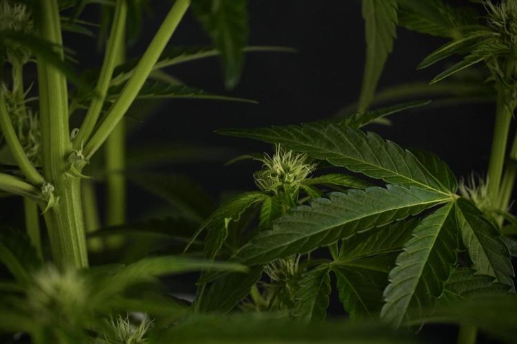 TicaL X Zamnesia-NectarDrip pack#268/750. Week 8 - Nectar Drip 12/12 from seed 