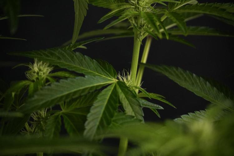 TicaL X Zamnesia-NectarDrip pack#268/750. Week 8 - Nectar Drip 12/12 from seed 