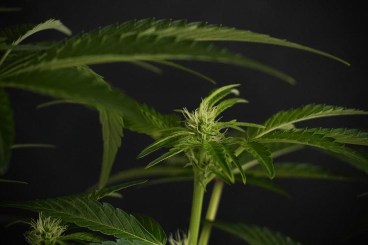 TicaL X Zamnesia-NectarDrip pack#268/750. Week 8 - Nectar Drip 12/12 from seed 