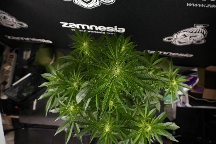 TicaL X Zamnesia-NectarDrip pack#268/750. Week 8 - Nectar Drip 12/12 from seed 