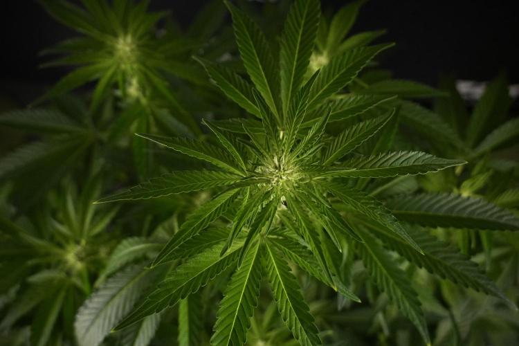 TicaL X Zamnesia-NectarDrip pack#268/750. Week 8 - Nectar Drip 12/12 from seed 