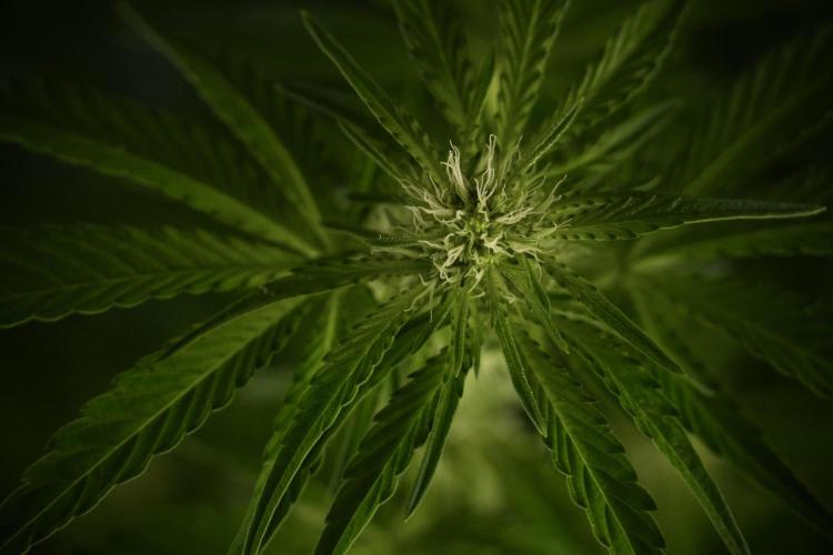 TicaL X Zamnesia-NectarDrip pack#268/750. Week 8 - Nectar Drip 12/12 from seed 