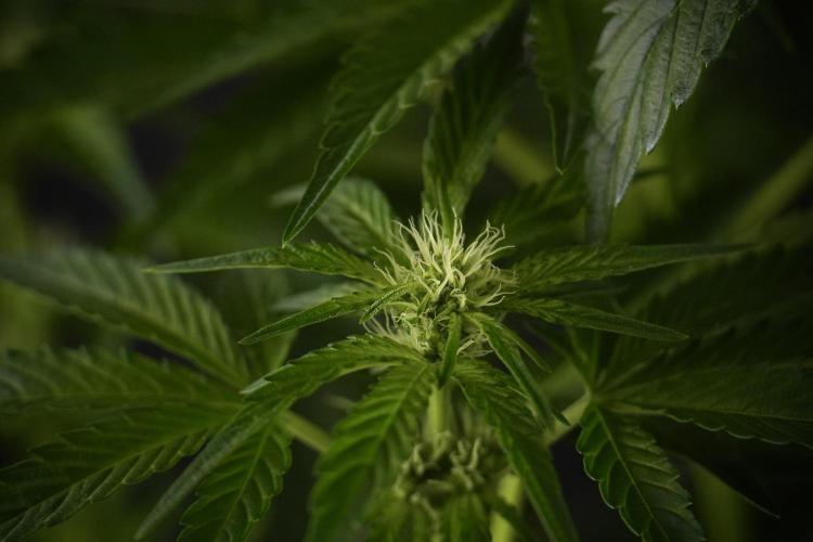 TicaL X Zamnesia-NectarDrip pack#268/750. Week 8 - Nectar Drip 12/12 from seed 