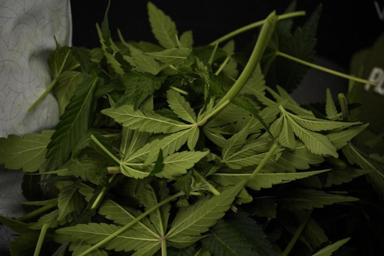 TicaL X Zamnesia-NectarDrip pack#268/750. Week 8 - Nectar Drip 12/12 from seed 