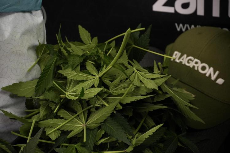 TicaL X Zamnesia-NectarDrip pack#268/750. Week 8 - Nectar Drip 12/12 from seed 