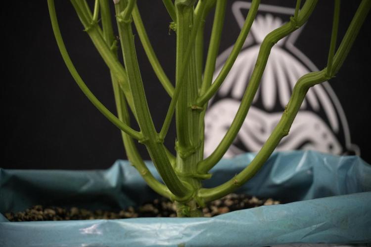 TicaL X Zamnesia-NectarDrip pack#268/750. Week 8 - Nectar Drip 12/12 from seed 