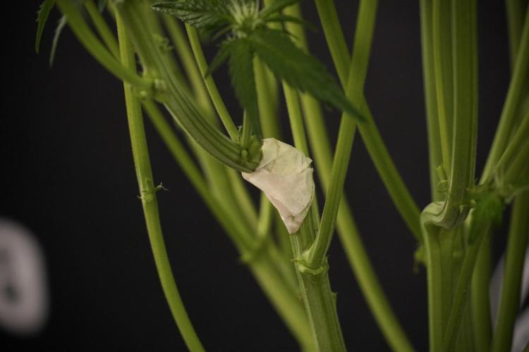 TicaL X Zamnesia-NectarDrip pack#268/750. Week 8 - Nectar Drip 12/12 from seed 