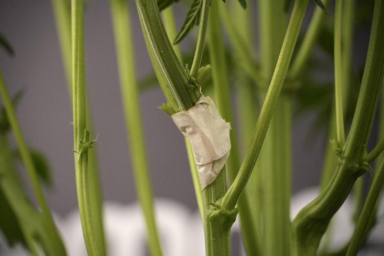 TicaL X Zamnesia-NectarDrip pack#268/750. Week 8 - Nectar Drip 12/12 from seed 