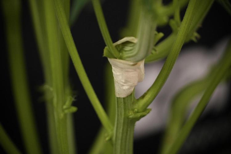 TicaL X Zamnesia-NectarDrip pack#268/750. Week 8 - Nectar Drip 12/12 from seed 