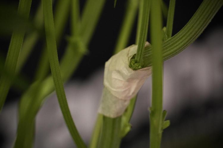 TicaL X Zamnesia-NectarDrip pack#268/750. Week 8 - Nectar Drip 12/12 from seed 