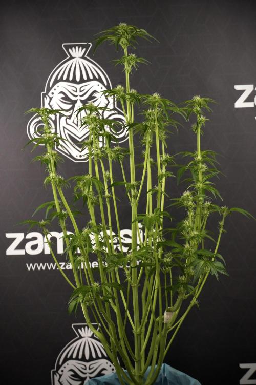 TicaL X Zamnesia-NectarDrip pack#268/750. Week 8 - Nectar Drip 12/12 from seed 