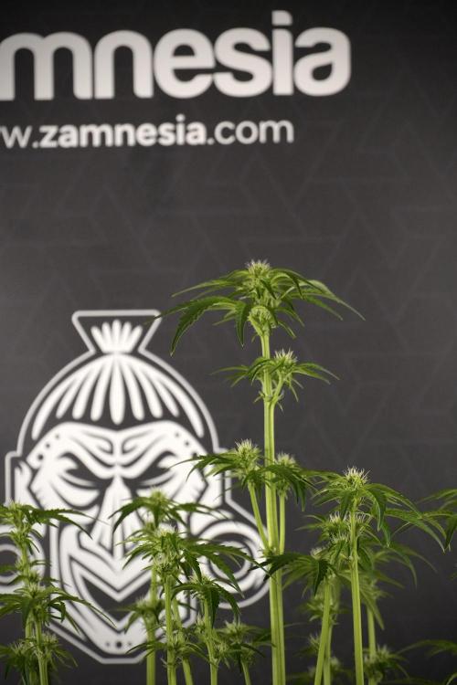 TicaL X Zamnesia-NectarDrip pack#268/750. Week 8 - Nectar Drip 12/12 from seed 