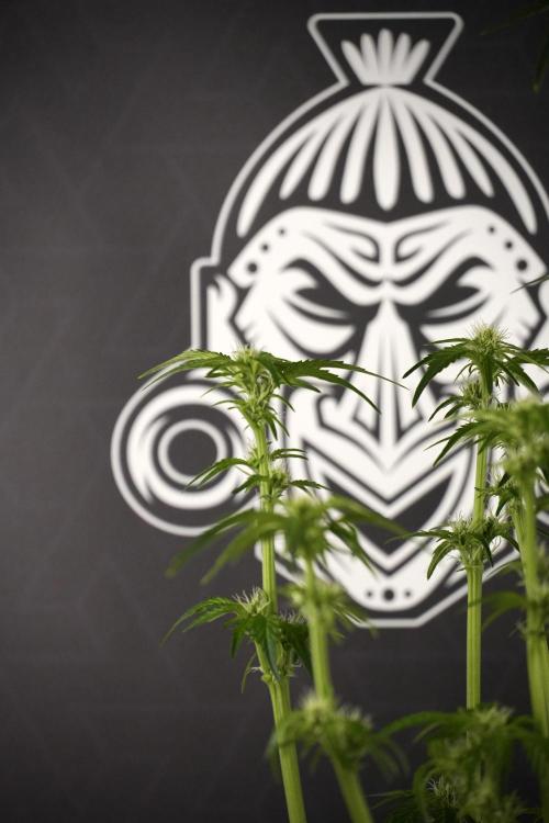 TicaL X Zamnesia-NectarDrip pack#268/750. Week 8 - Nectar Drip 12/12 from seed 