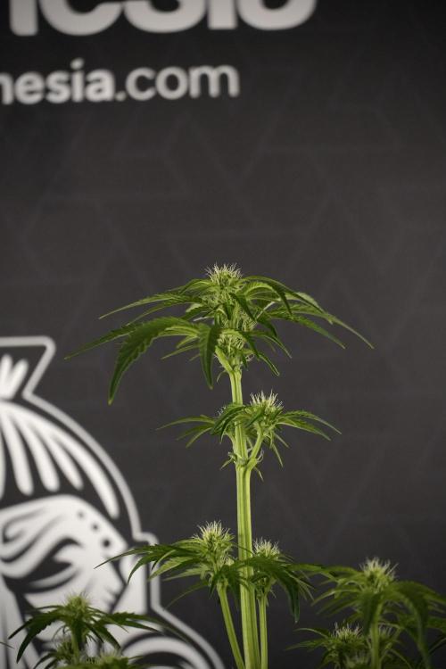 TicaL X Zamnesia-NectarDrip pack#268/750. Week 8 - Nectar Drip 12/12 from seed 