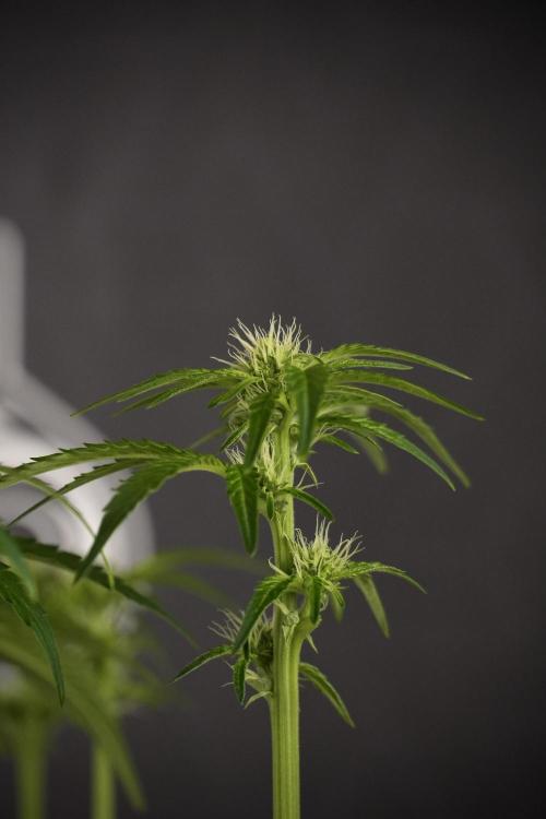 TicaL X Zamnesia-NectarDrip pack#268/750. Week 8 - Nectar Drip 12/12 from seed 