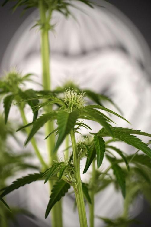 TicaL X Zamnesia-NectarDrip pack#268/750. Week 8 - Nectar Drip 12/12 from seed 