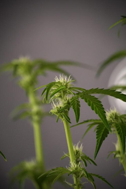 TicaL X Zamnesia-NectarDrip pack#268/750. Week 8 - Nectar Drip 12/12 from seed 