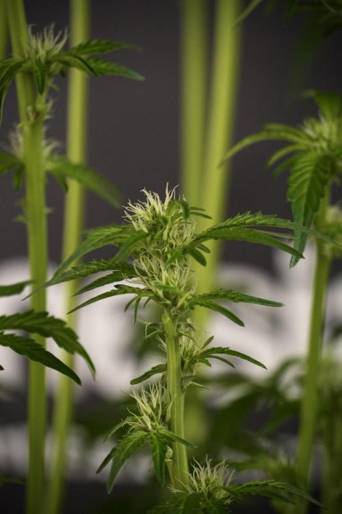 TicaL X Zamnesia-NectarDrip pack#268/750. Week 8 - Nectar Drip 12/12 from seed 