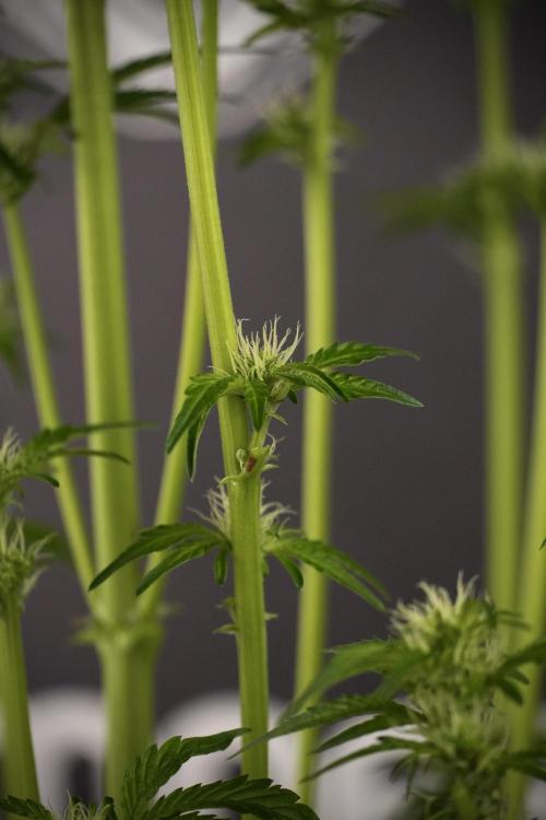 TicaL X Zamnesia-NectarDrip pack#268/750. Week 8 - Nectar Drip 12/12 from seed 