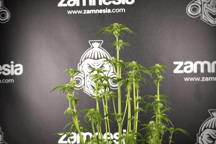 TicaL X Zamnesia-NectarDrip pack#268/750. Week 8 - Nectar Drip 12/12 from seed 