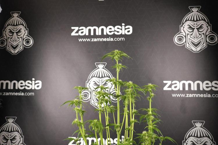 TicaL X Zamnesia-NectarDrip pack#268/750. Week 8 - Nectar Drip 12/12 from seed 