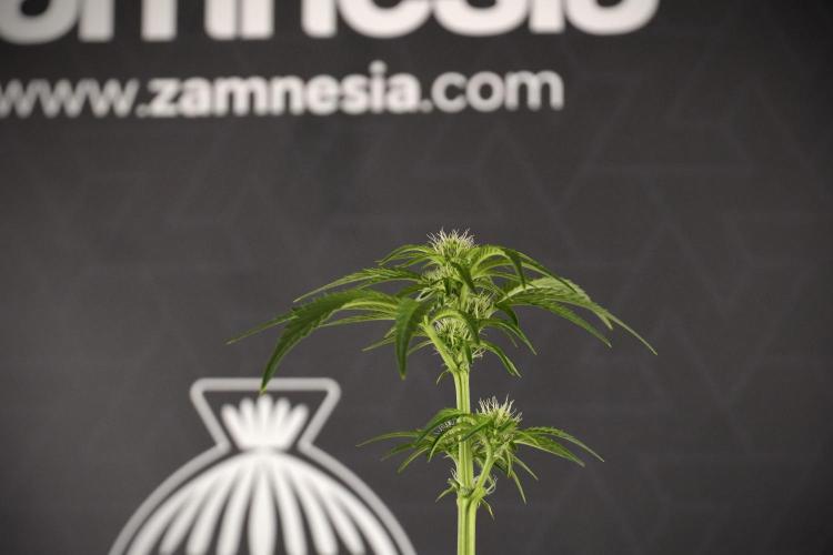 TicaL X Zamnesia-NectarDrip pack#268/750. Week 8 - Nectar Drip 12/12 from seed 