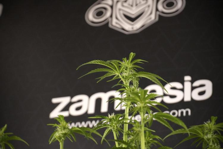 TicaL X Zamnesia-NectarDrip pack#268/750. Week 8 - Nectar Drip 12/12 from seed 