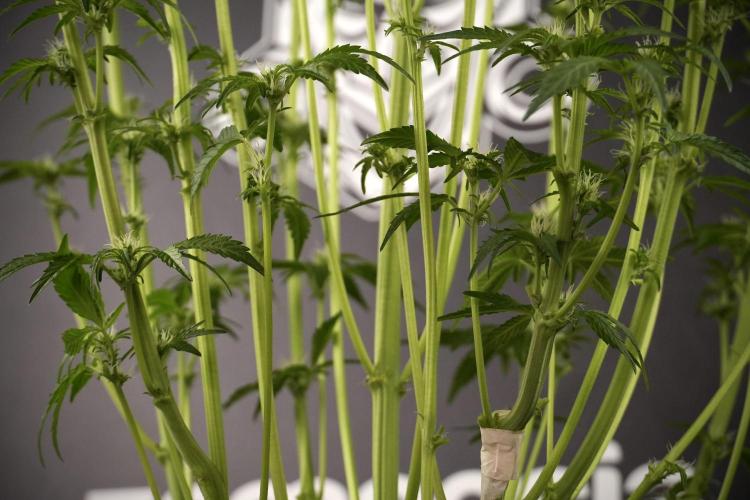 TicaL X Zamnesia-NectarDrip pack#268/750. Week 8 - Nectar Drip 12/12 from seed 