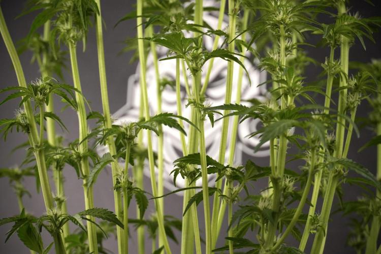 TicaL X Zamnesia-NectarDrip pack#268/750. Week 8 - Nectar Drip 12/12 from seed 