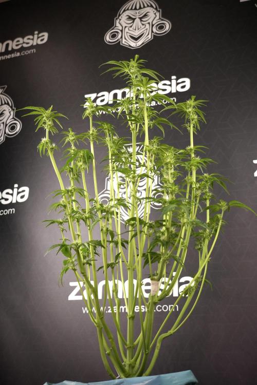 TicaL X Zamnesia-NectarDrip pack#268/750. Week 8 - Nectar Drip 12/12 from seed 