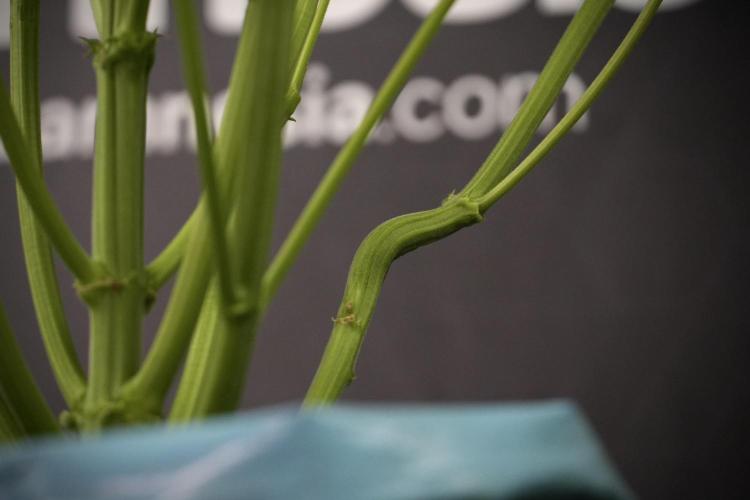 TicaL X Zamnesia-NectarDrip pack#268/750. Week 8 - Nectar Drip 12/12 from seed 