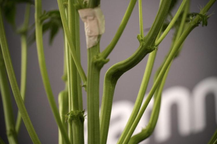 TicaL X Zamnesia-NectarDrip pack#268/750. Week 8 - Nectar Drip 12/12 from seed 