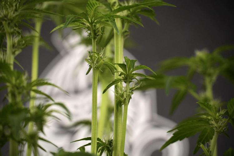 TicaL X Zamnesia-NectarDrip pack#268/750. Week 8 - Nectar Drip 12/12 from seed 