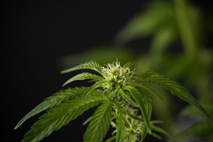 TicaL X Zamnesia-NectarDrip pack#268/750. Week 8 - Nectar Drip 12/12 from seed 